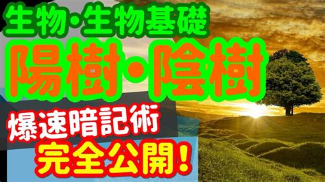 陽樹林 陰樹林|陽樹林とは？ わかりやすく解説